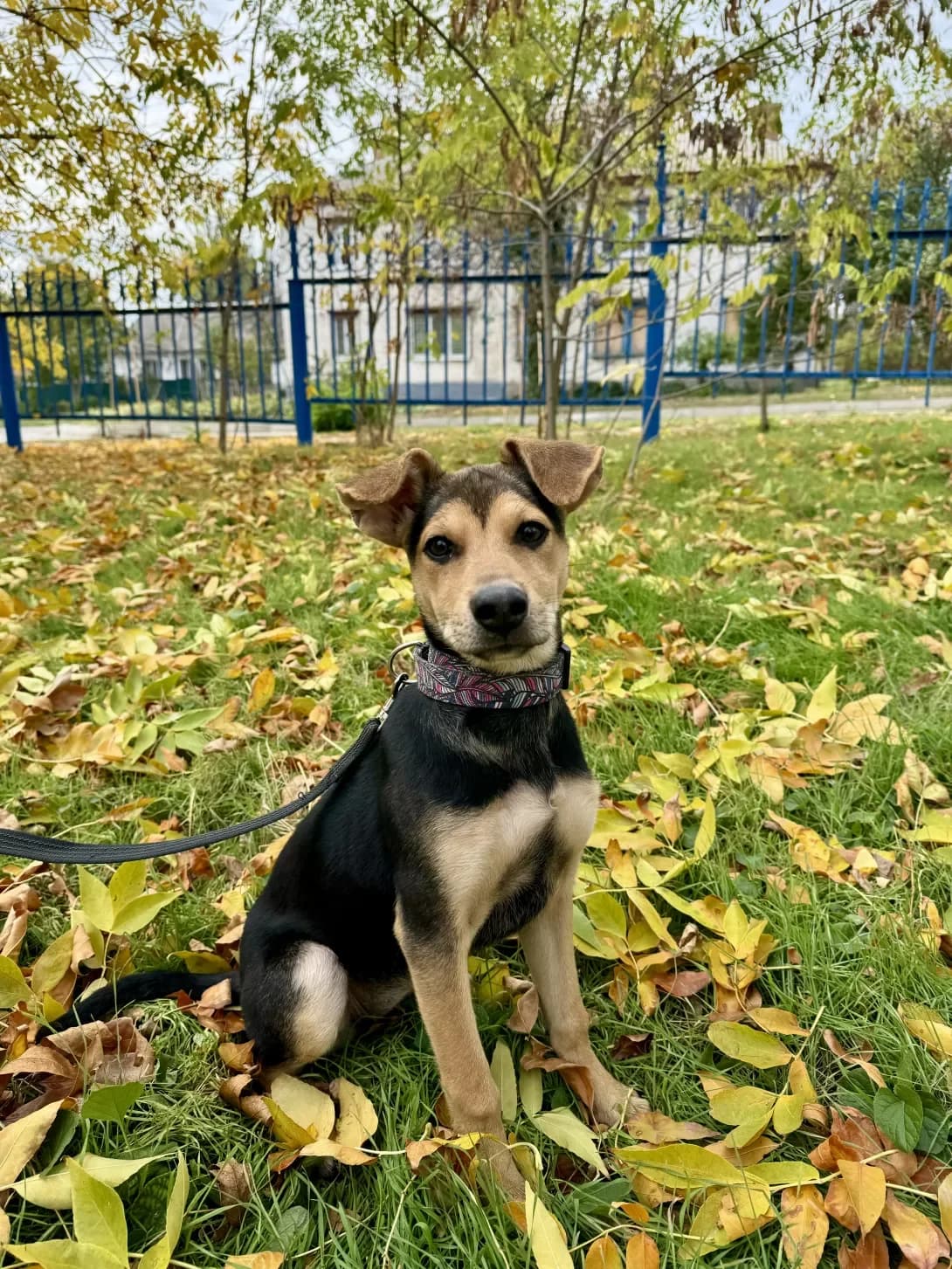 Skarlet (Скарлет), Mixed Breed (Happy Paw Dnipro)