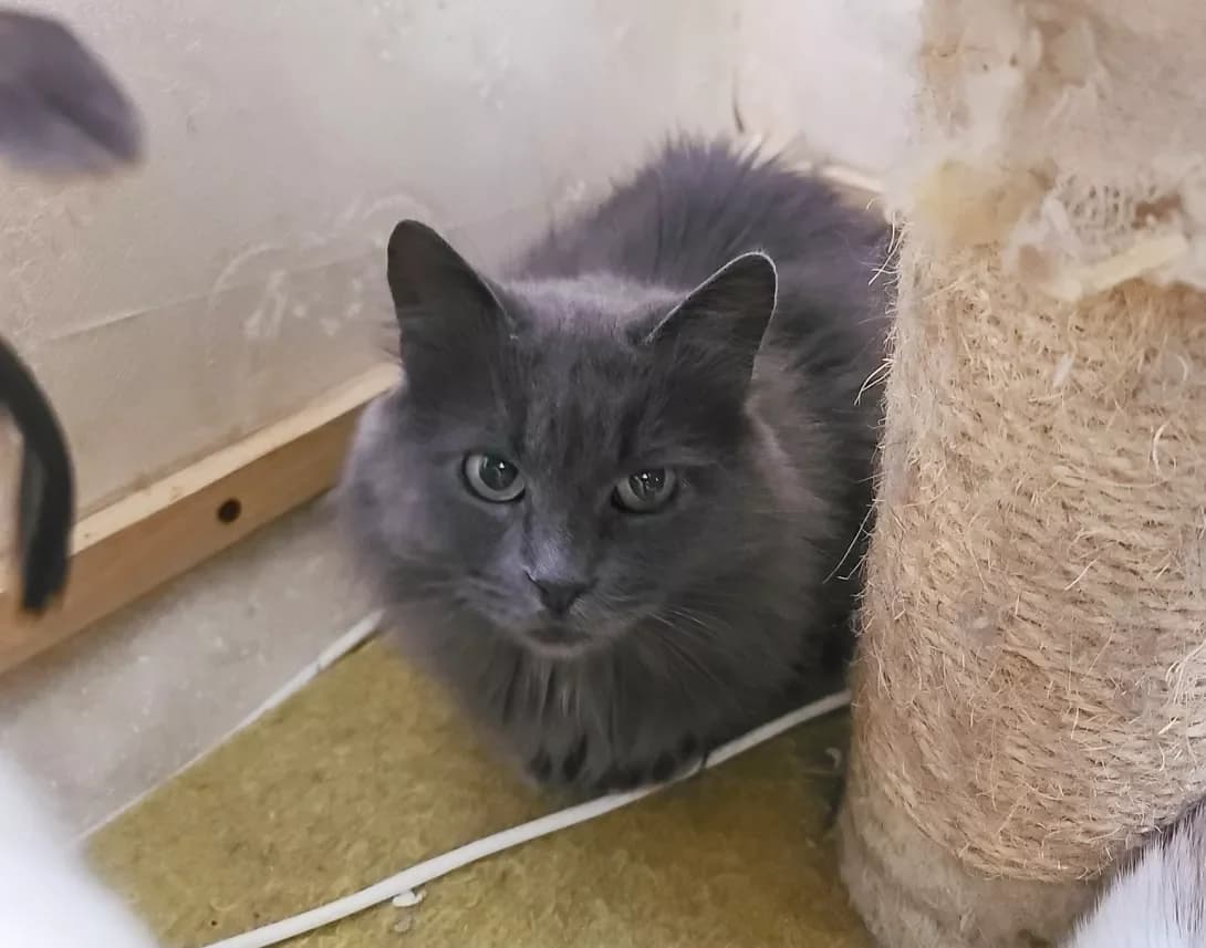 Shanya (Шаня), female 3yo Mixed Breed for adoption at Happy Paw Kyiv