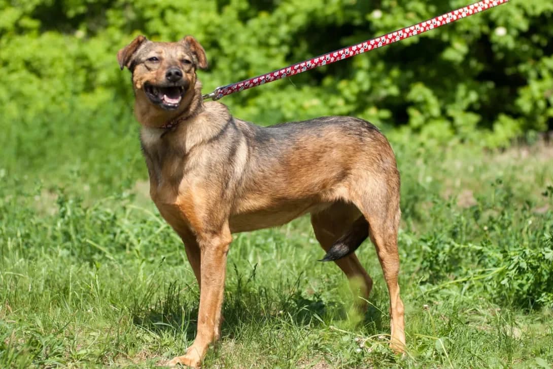 Elza (Ельза), female senior Mixed Breed for adoption at Happy Paw Kyiv Oblast