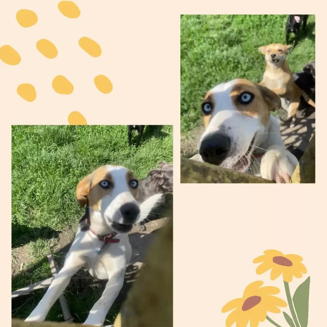 Lana (Лана), female young Mixed Breed for adoption at Happy Paw Chernivtsi Oblast