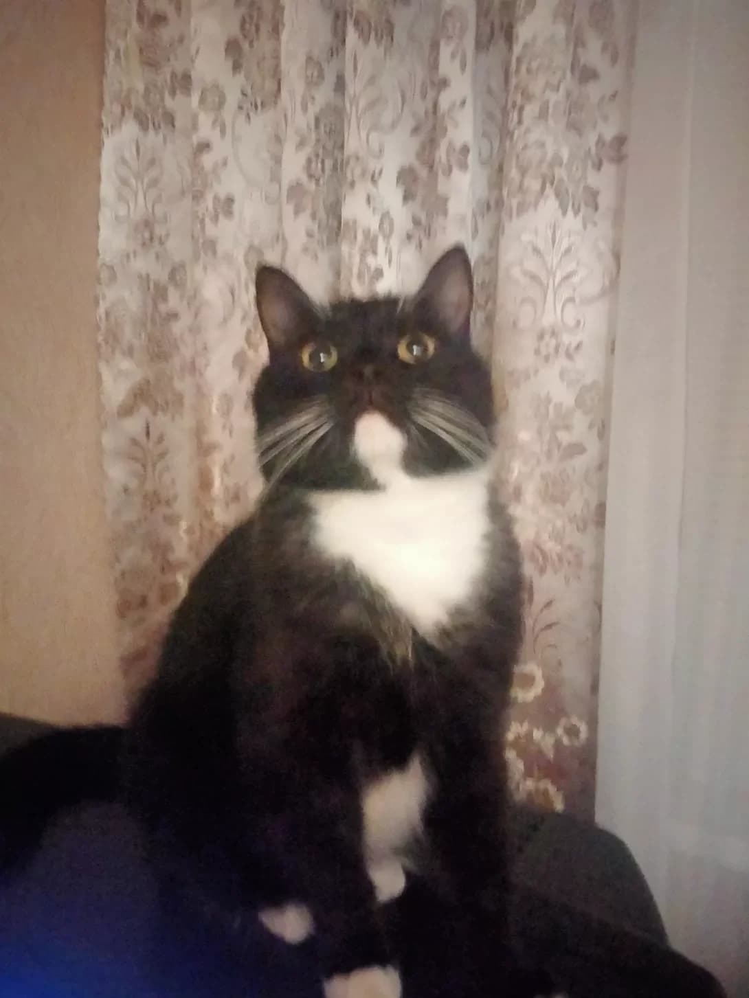 Tomas (Томас), male 5yo Mixed Breed for adoption at Happy Paw Chernihiv Oblast