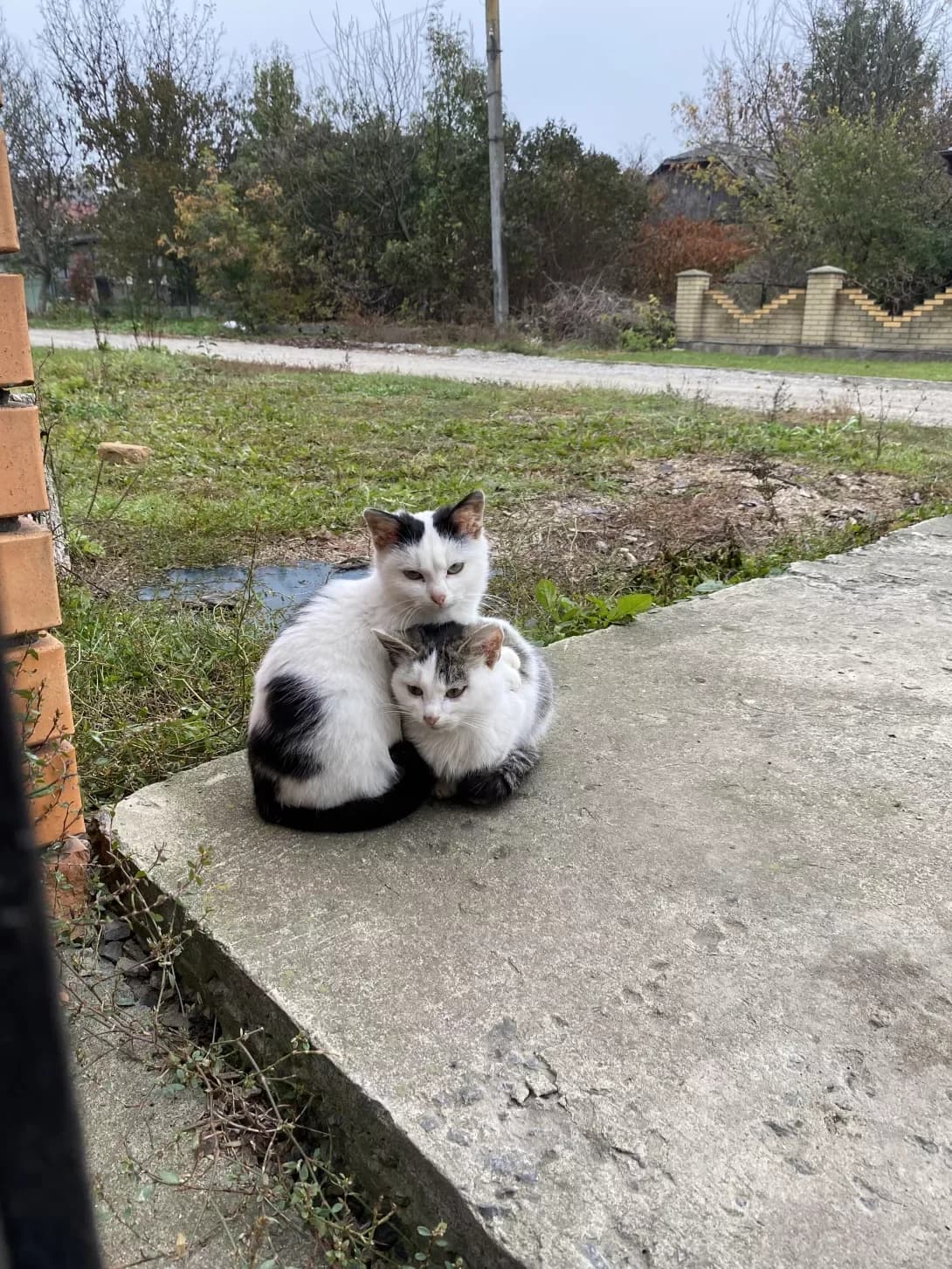 Pukhnastiki (Пухнастики), male young Mixed Breed for adoption at Happy Paw Khmelnytskyi Oblast