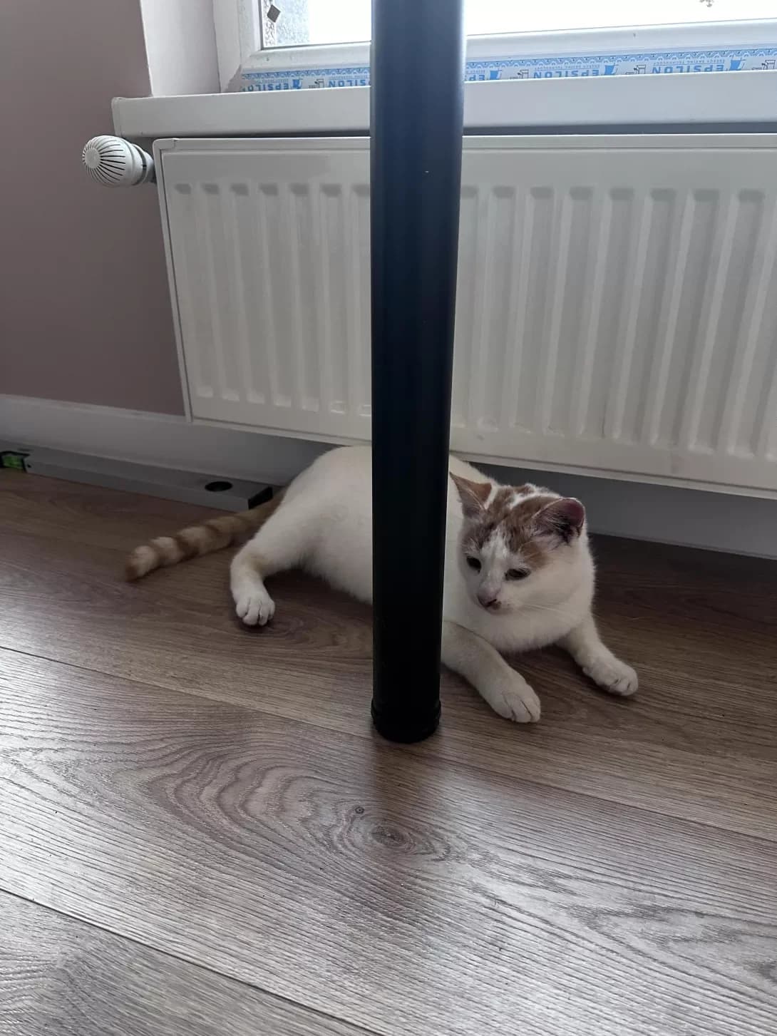 Murchik (Мурчик), male young Mixed Breed for adoption at Happy Paw Ivano-Frankivsk Oblast