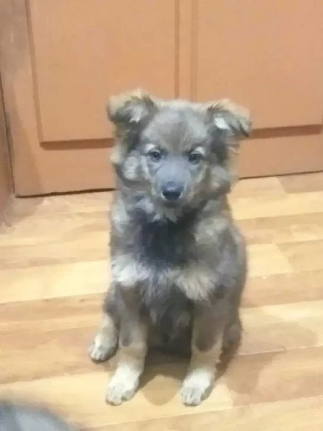 Grizli ta Ursa (Грізлі та Урса), Mixed Breed (Happy Paw Dnipro)