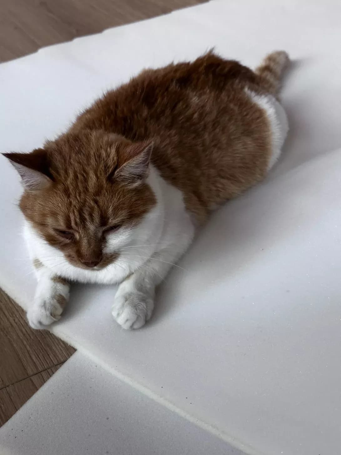 Murka (Мурка), female senior Mixed Breed for adoption at Happy Paw Ivano-Frankivsk Oblast