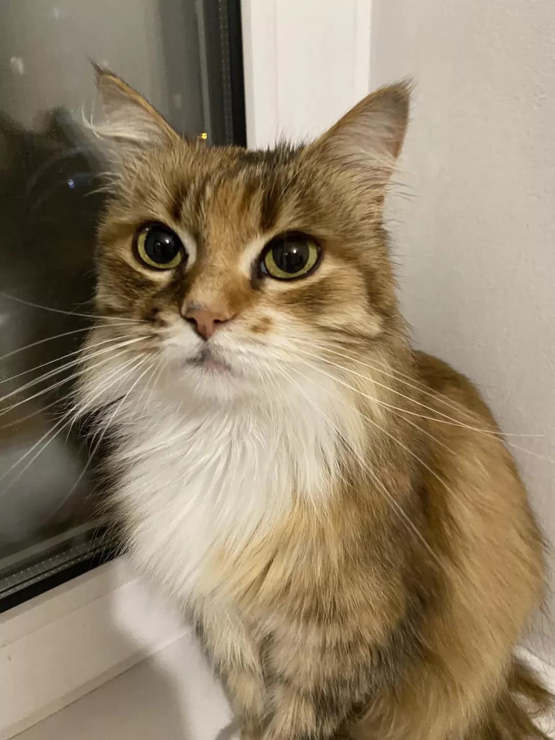 Barbara (Барбара), female 5yo Mixed Breed for adoption at Happy Paw Kyiv