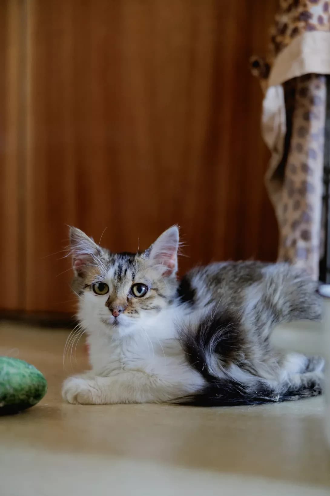 Larik (Ларік), female young Mixed Breed for adoption at Happy Paw Kyiv