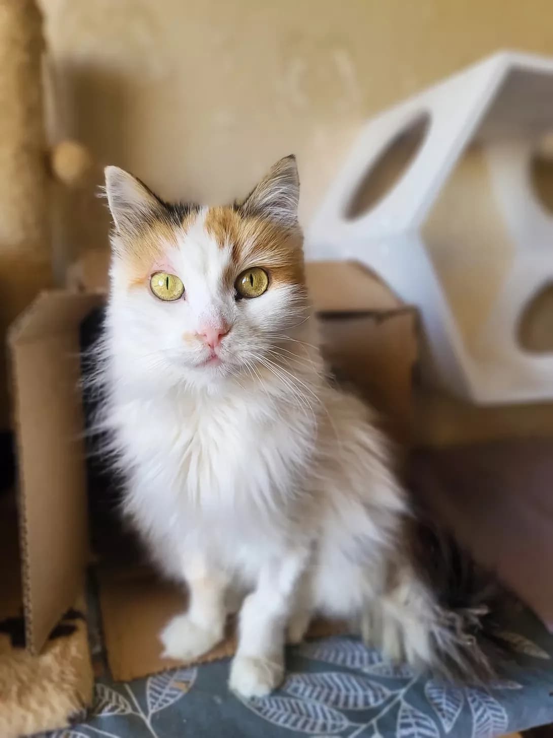 Akvarel (Акварель), female 6yo Mixed Breed for adoption at Happy Paw Kyiv