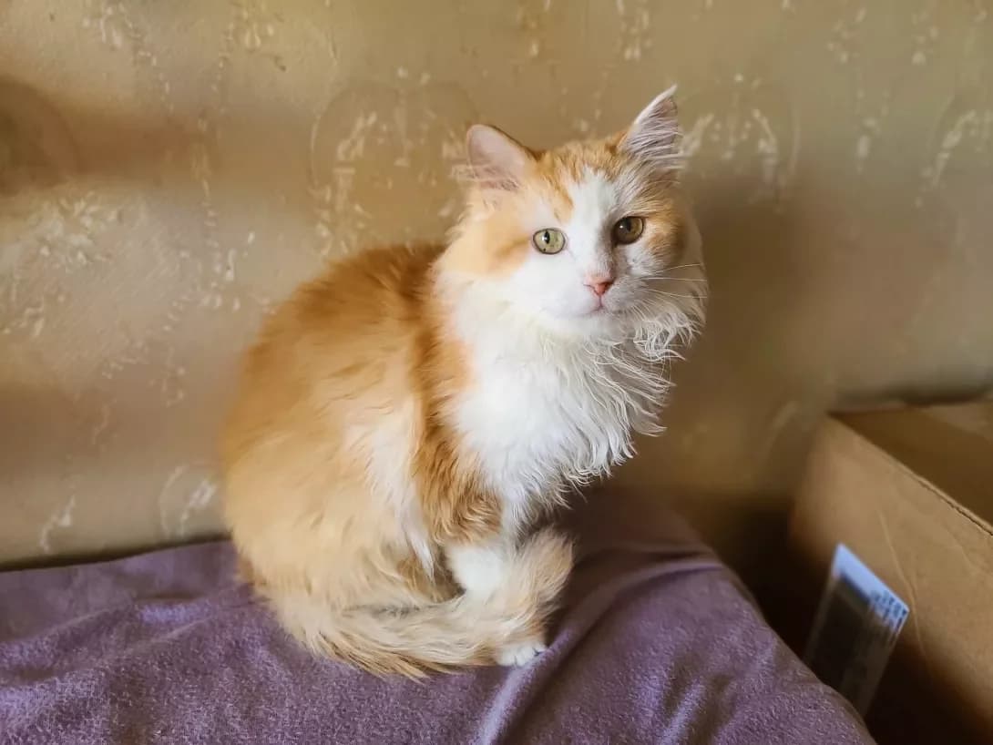 Shedevr (Шедевр), male 3yo Mixed Breed for adoption at Happy Paw Kyiv
