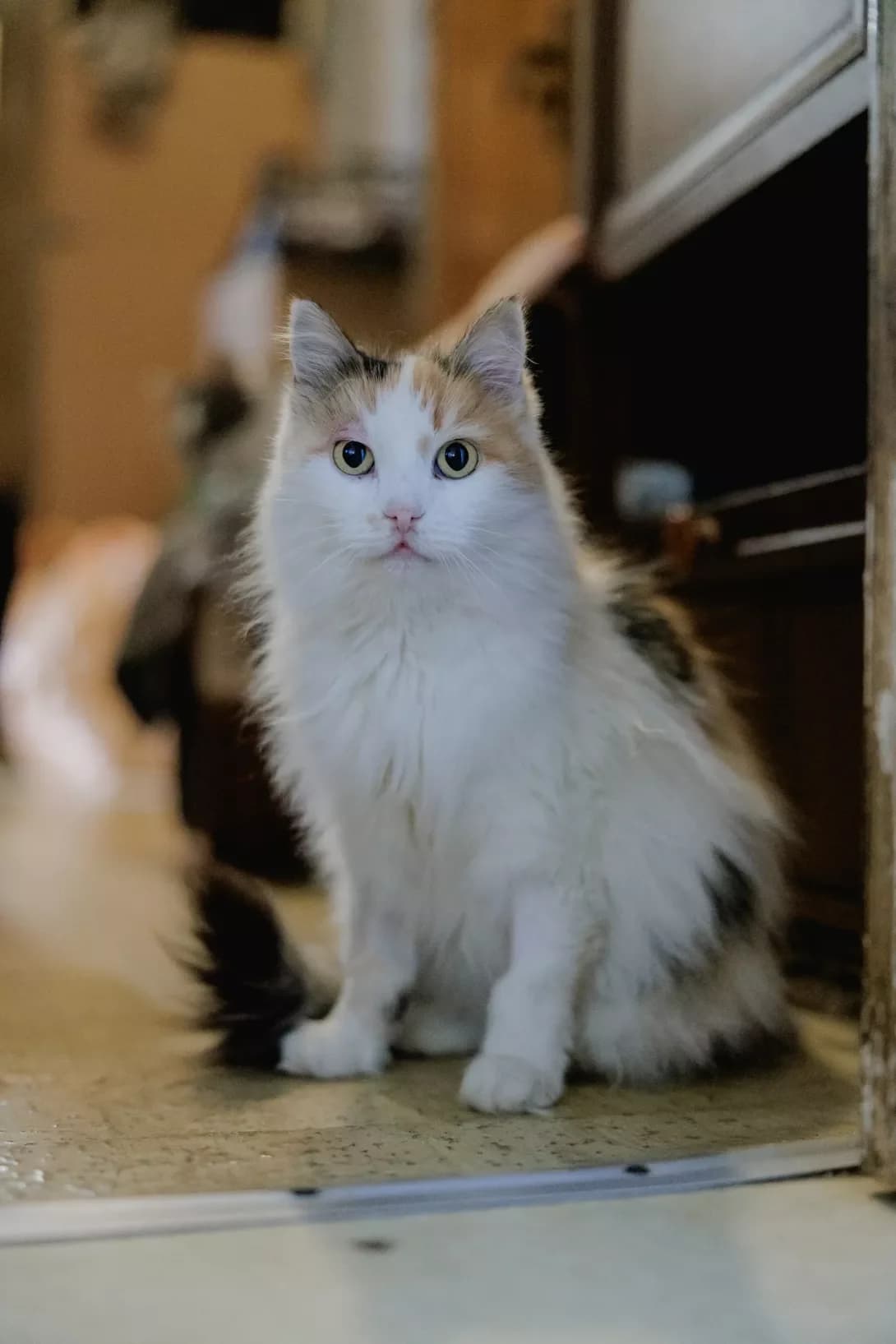 Samanta (Саманта), female 6yo Mixed Breed for adoption at Happy Paw Kyiv
