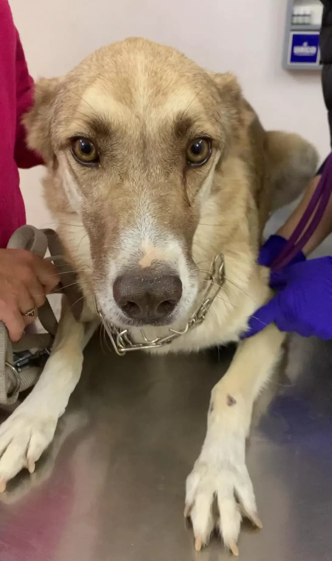 Matilda (Матильда), Mixed Breed (Happy Paw Mykolaiv Oblast)