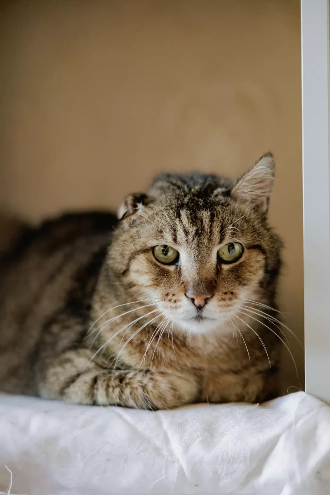 Vushko (Вушко), male 5yo Mixed Breed for adoption at Happy Paw Kyiv