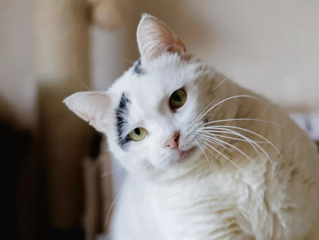 Lukas (Лукас), male 3yo Mixed Breed for adoption at Happy Paw Kyiv