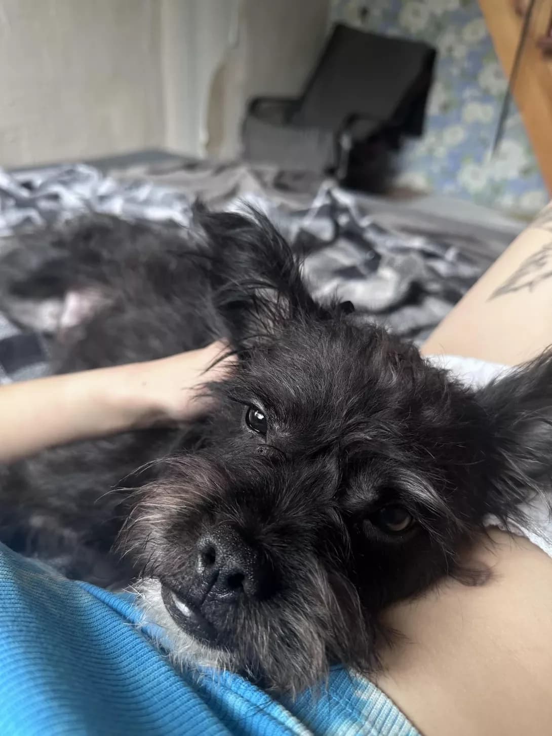 Kasper (Каспер), Mixed Breed (Happy Paw Kyiv Oblast)