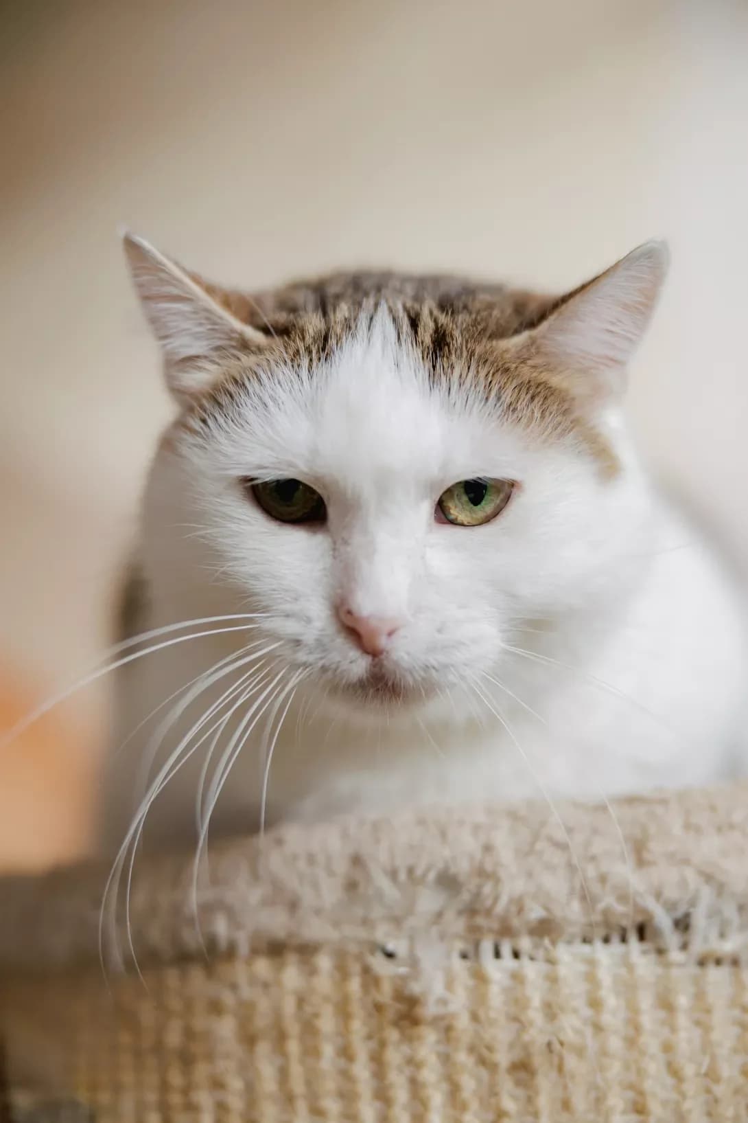 Bulochka (Булочка), female 3yo Mixed Breed for adoption at Happy Paw Kyiv