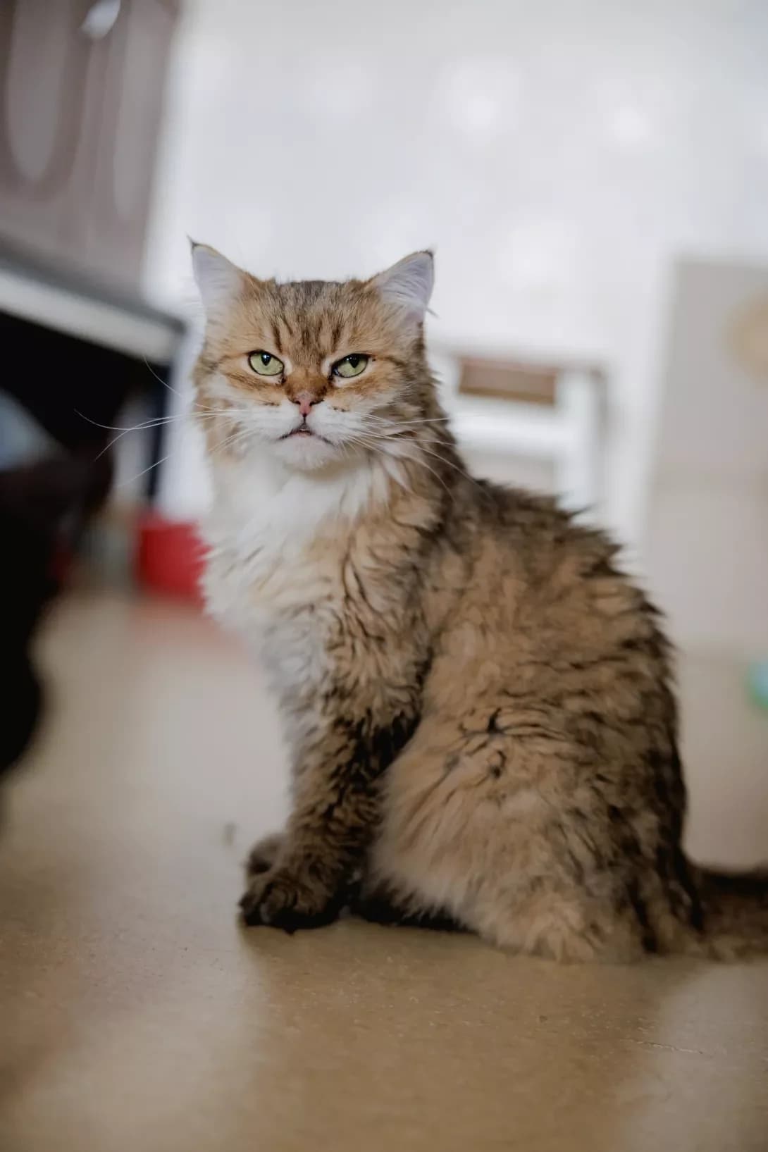 Mizi (Мізі), female 6yo Mixed Breed for adoption at Happy Paw Kyiv