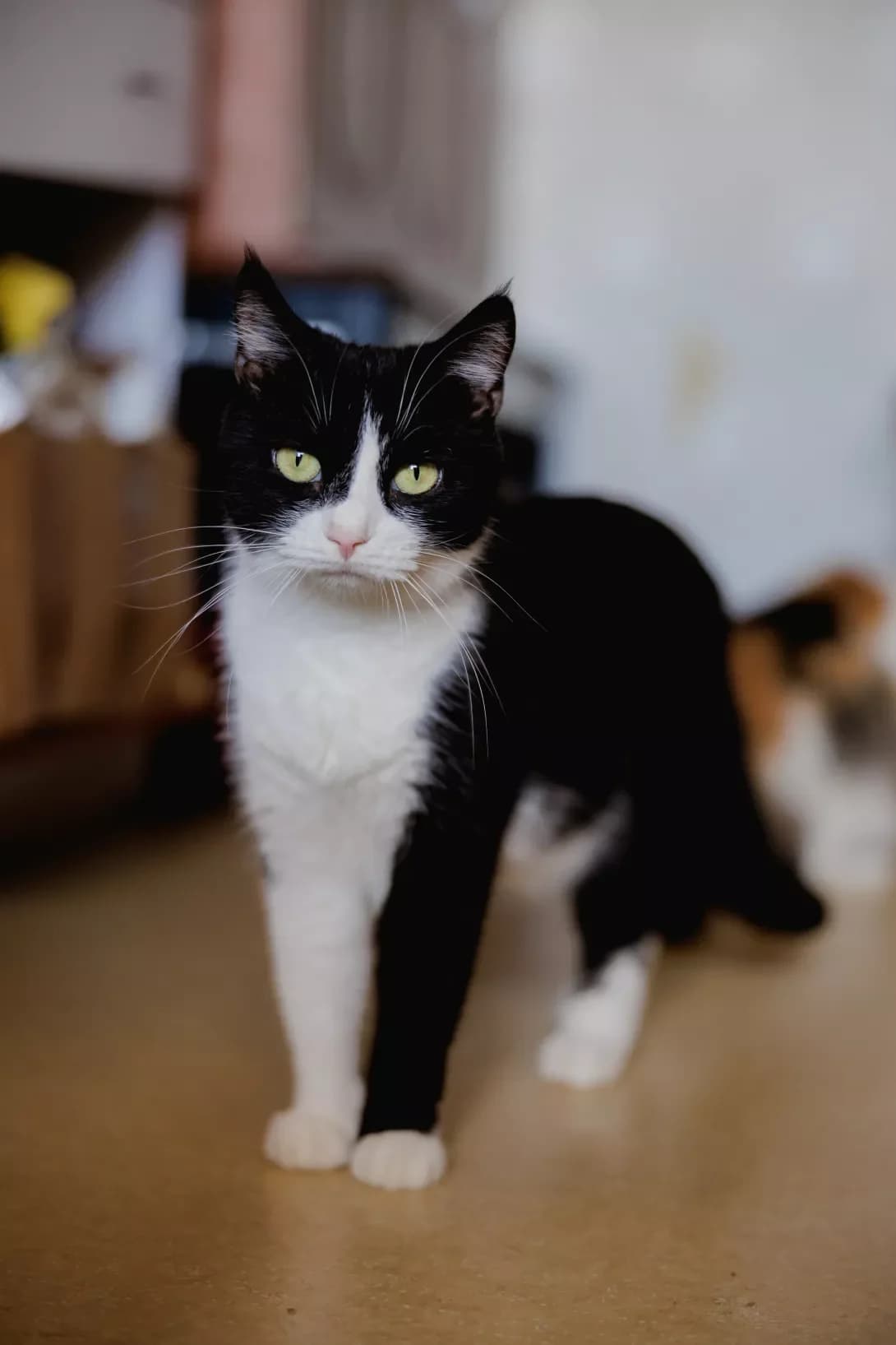 Tokha (Тоха), male 3yo Mixed Breed for adoption at Happy Paw Kyiv