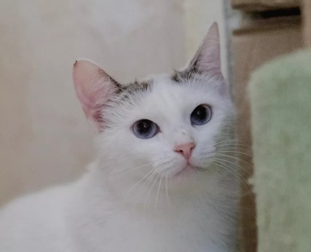 Yanisa (Яніса), female young Mixed Breed for adoption at Happy Paw Kyiv