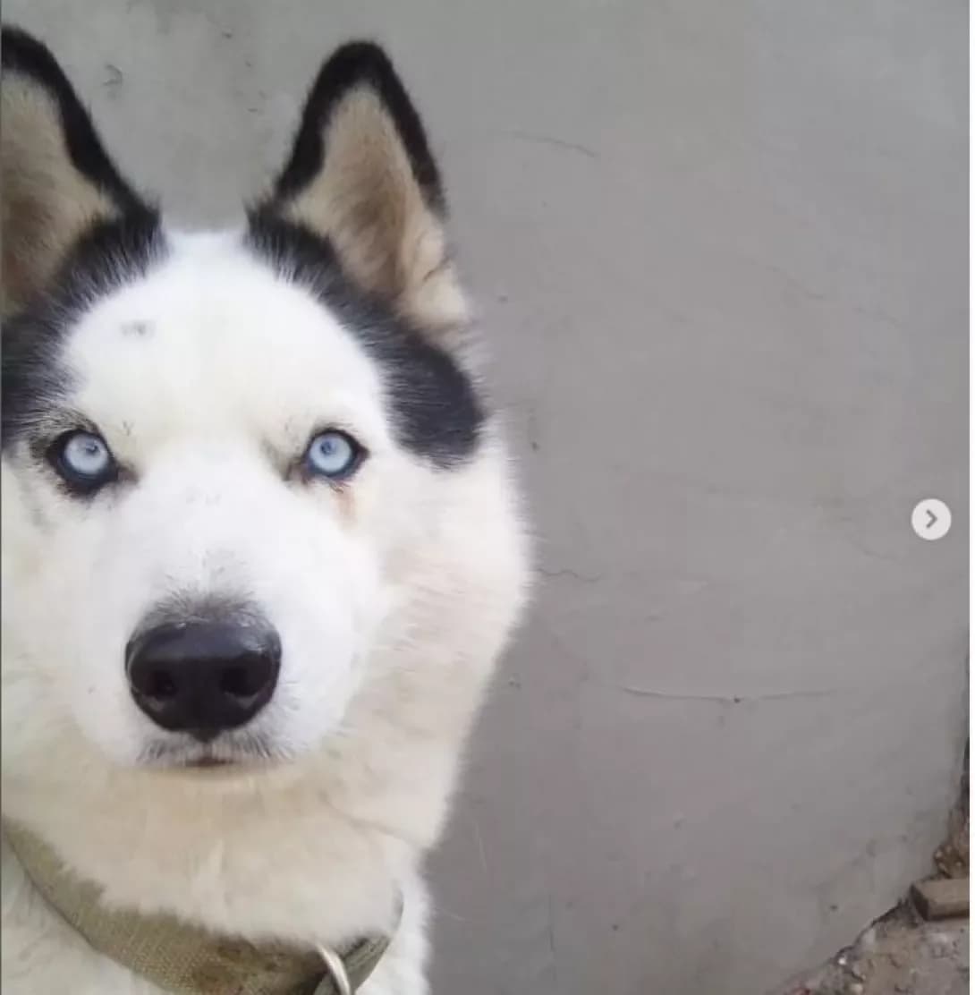 Mun (Мун), Mixed Breed (Happy Paw Dnipro)