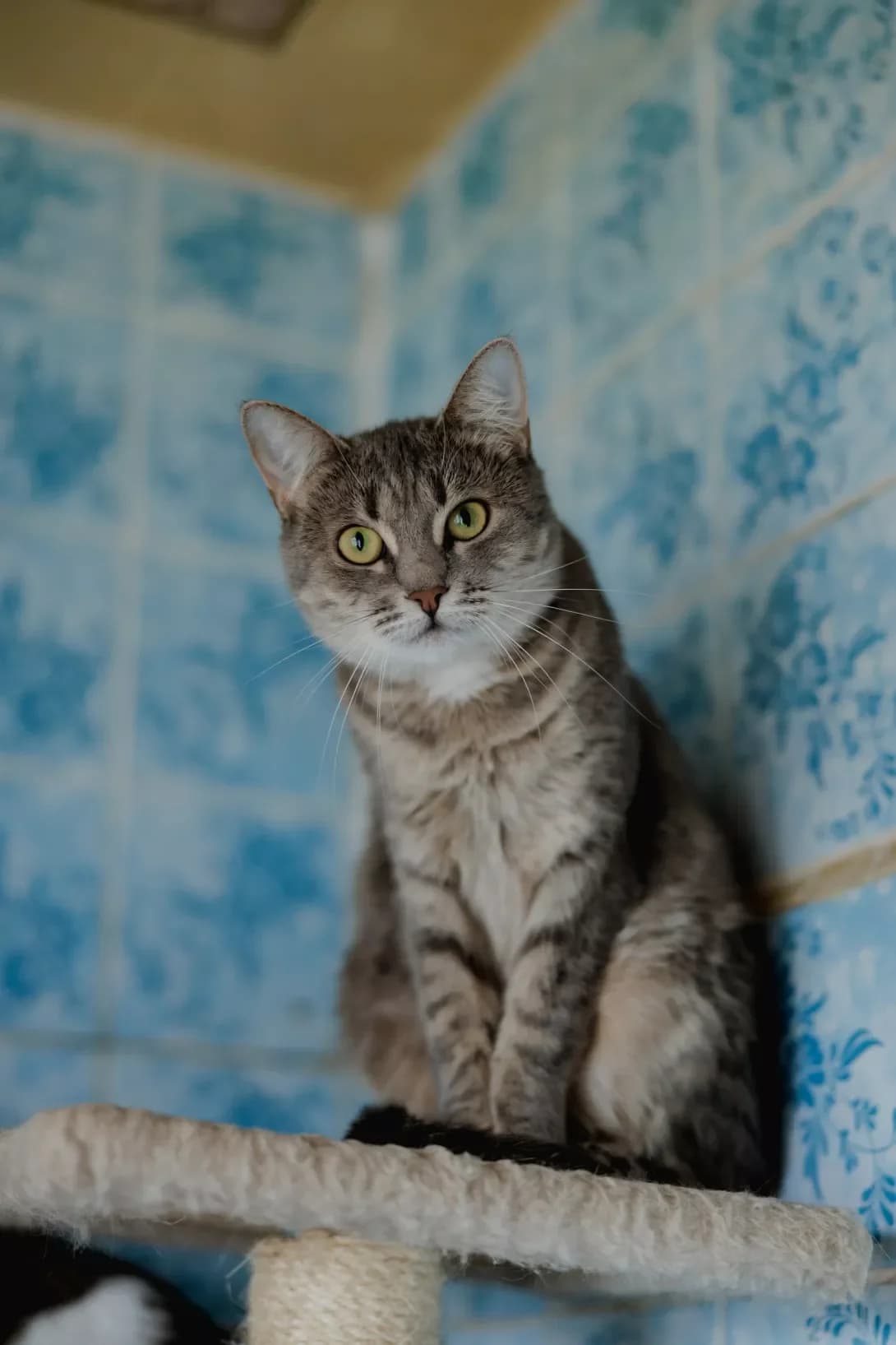 Fibi (Фібі), female 3yo Mixed Breed for adoption at Happy Paw Kyiv