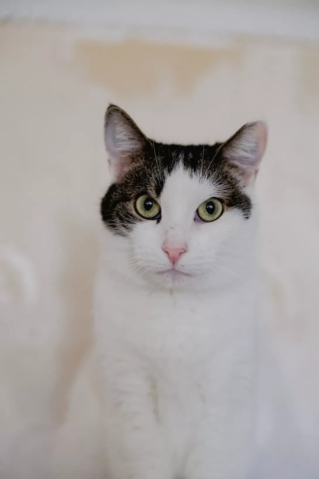 Noel (Ноель), female 4yo Mixed Breed for adoption at Happy Paw Kyiv