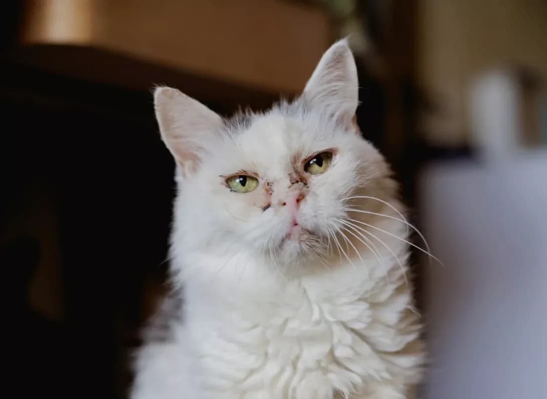 Margo (Марго), female 6yo Mixed Breed for adoption at Happy Paw Kyiv