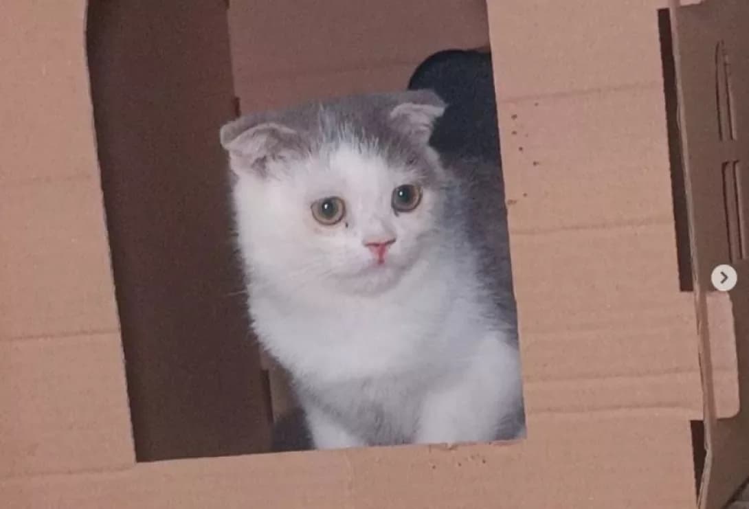 Nyasha (Няша), female young Scottish Fold for adoption at Happy Paw Dnipro