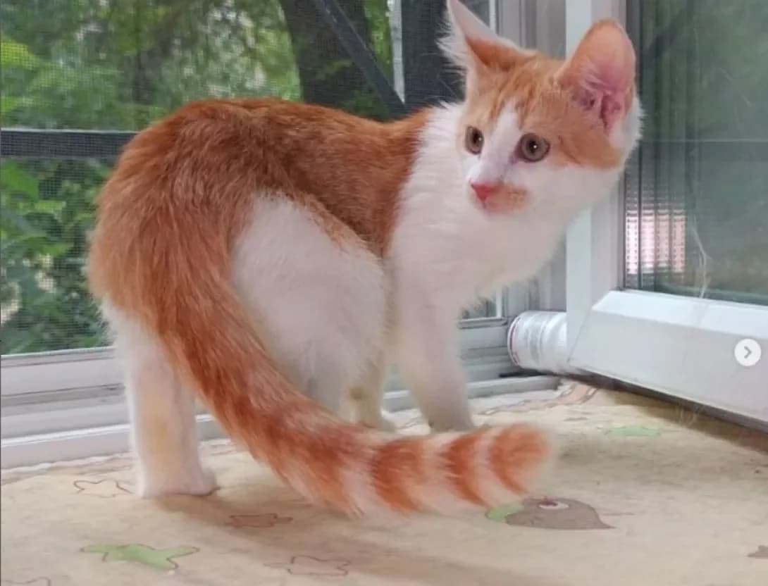 Boryusik (Борюсик), Mixed Breed (Happy Paw Dnipro)