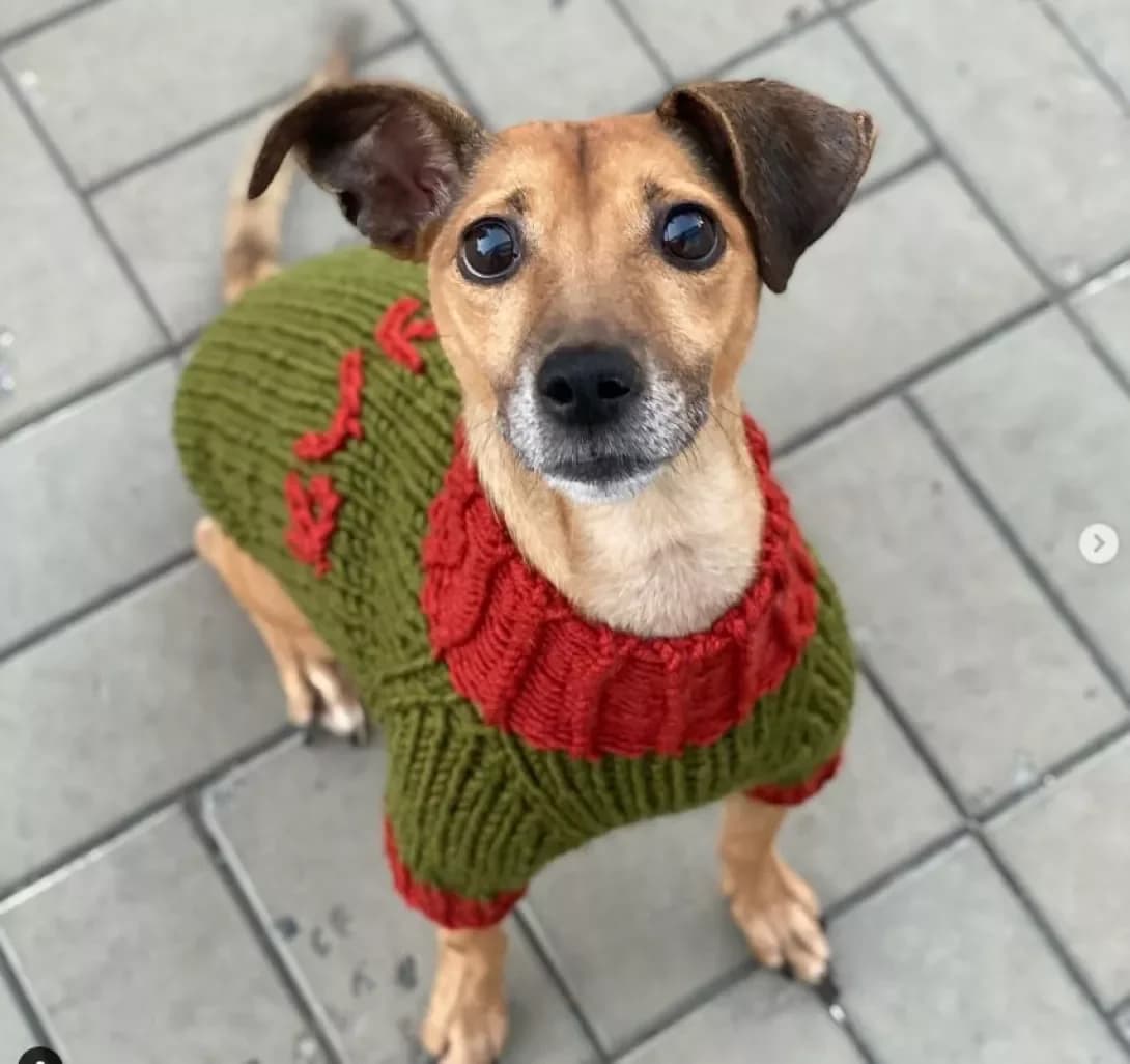 Ryzhulya (Рыжуля), Mixed Breed (Happy Paw Dnipro)