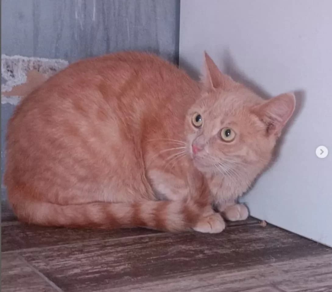 Pipa (Пипа), Mixed Breed (Happy Paw Dnipro)