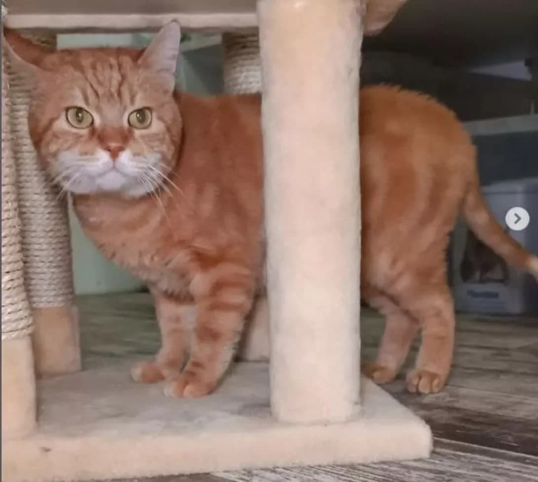 Leopold (Леопольд), Mixed Breed (Happy Paw Dnipro)