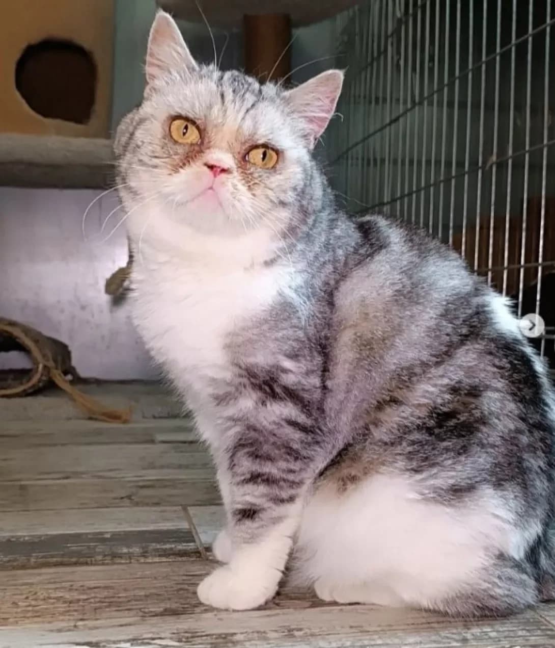 Pushinka (Пушинка), Mixed Breed (Happy Paw Dnipro)