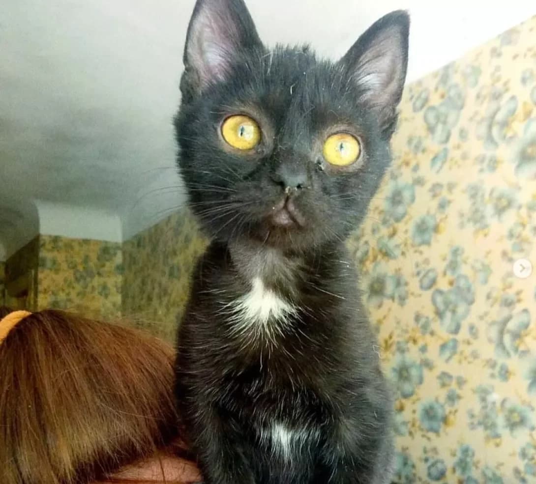 Mika (Мика), Mixed Breed (Happy Paw Dnipro)