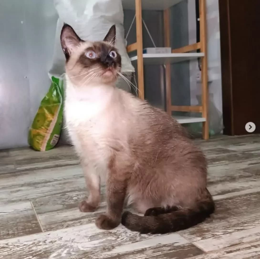 Manya (Маня), Mixed Breed (Happy Paw Dnipro)