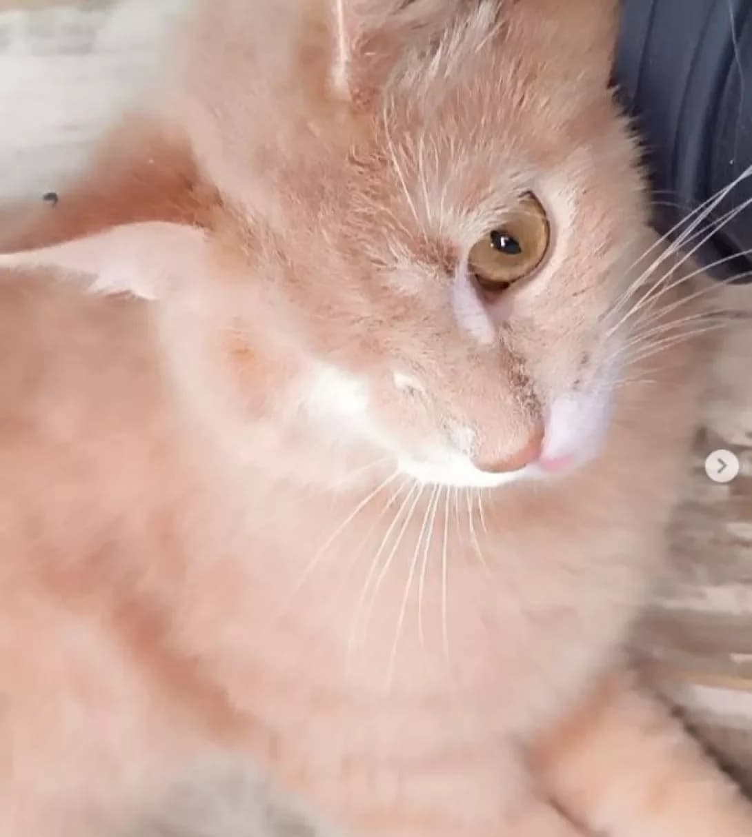 Persik (Персик), Mixed Breed (Happy Paw Dnipro)