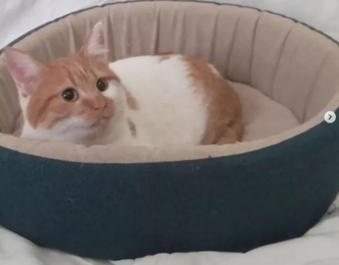 Pikachu (Пикачу), Mixed Breed (Happy Paw Dnipro)