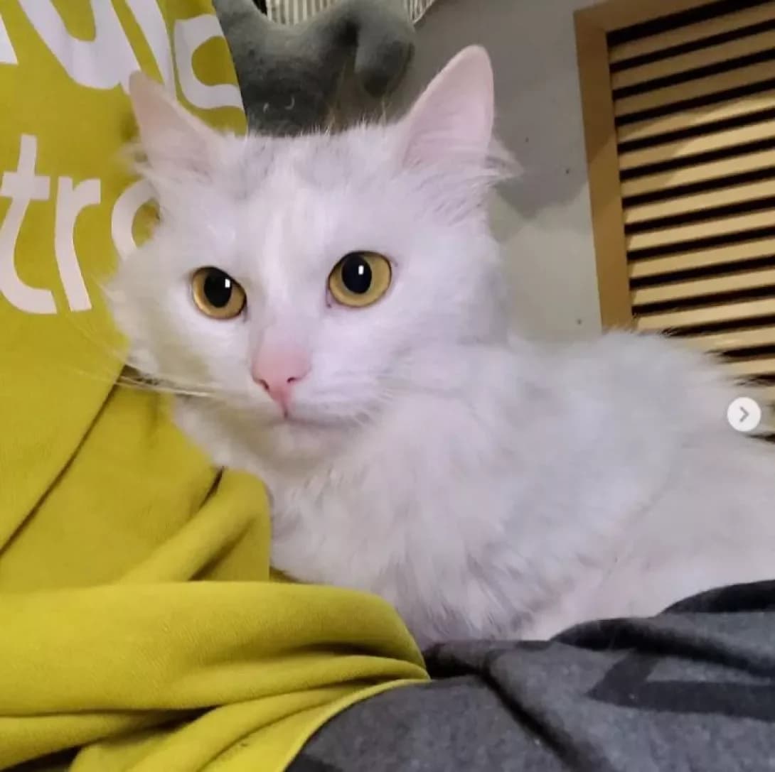 Buba (Буба), Mixed Breed (Happy Paw Dnipro)