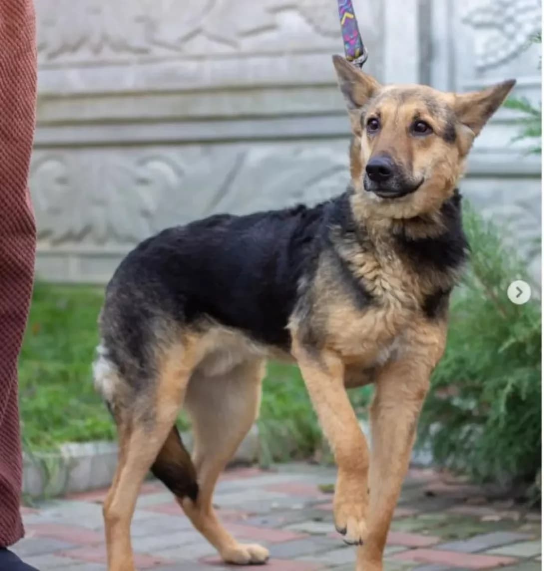 Druzhok (Дружок), Mixed Breed (Happy Paw Dnipro)