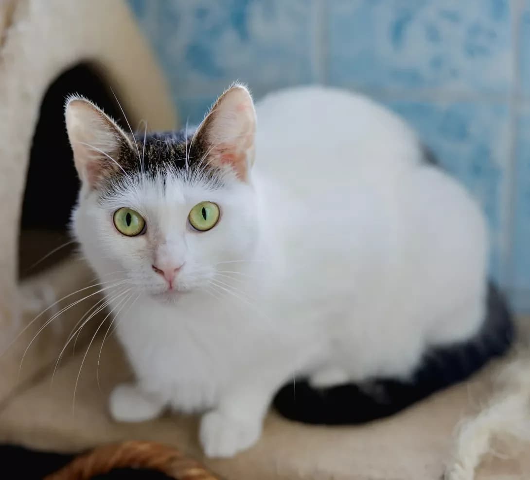 Reychel (Рейчел), female 3yo Mixed Breed for adoption at Happy Paw Kyiv