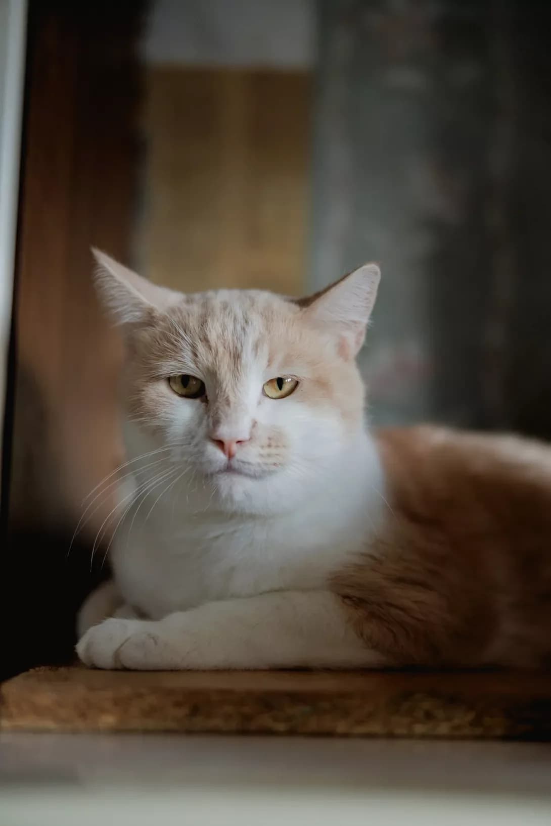 Persey (Персей), male 3yo Mixed Breed for adoption at Happy Paw Kyiv
