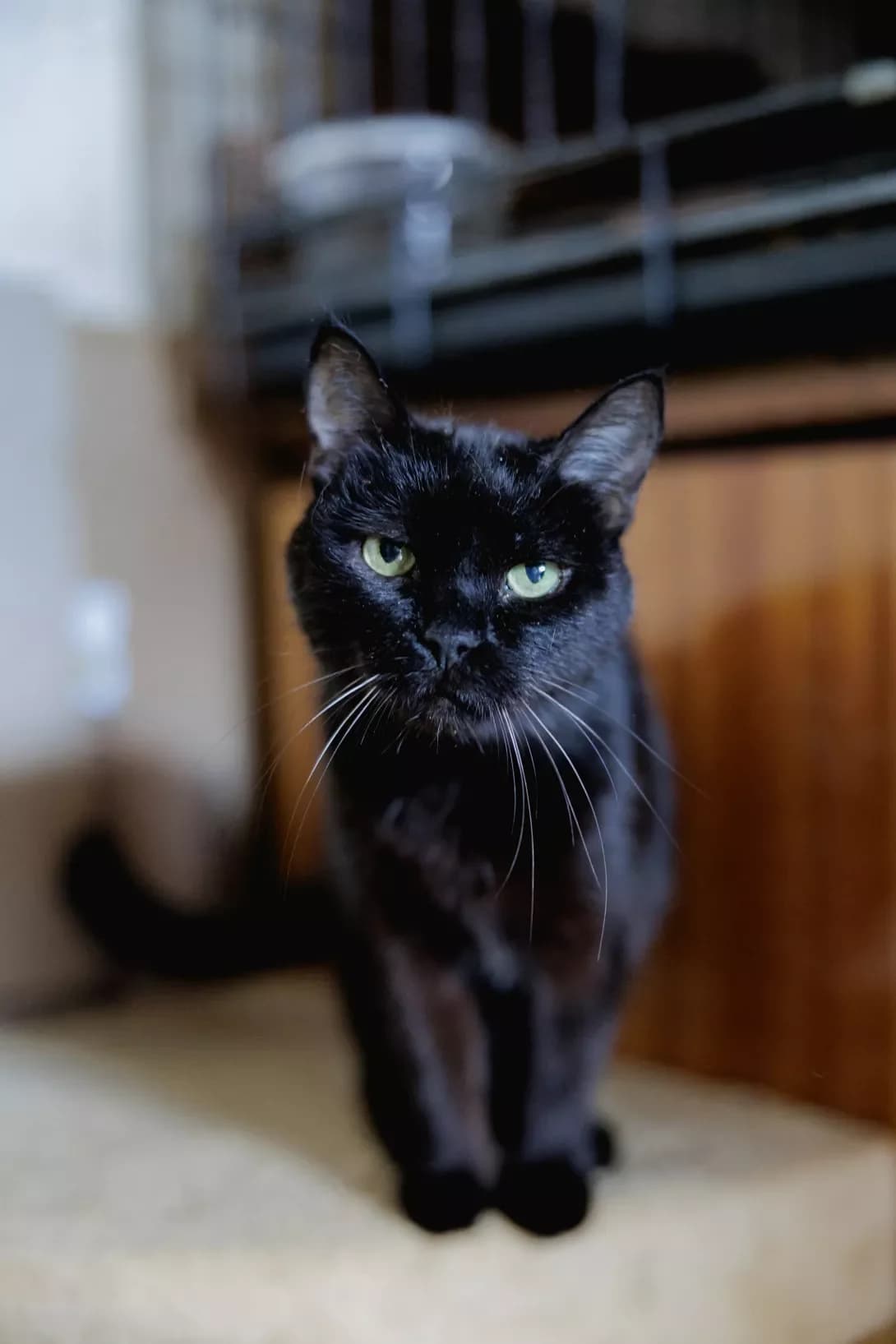 Peppi (Пеппі), female 3yo Mixed Breed for adoption at Happy Paw Kyiv