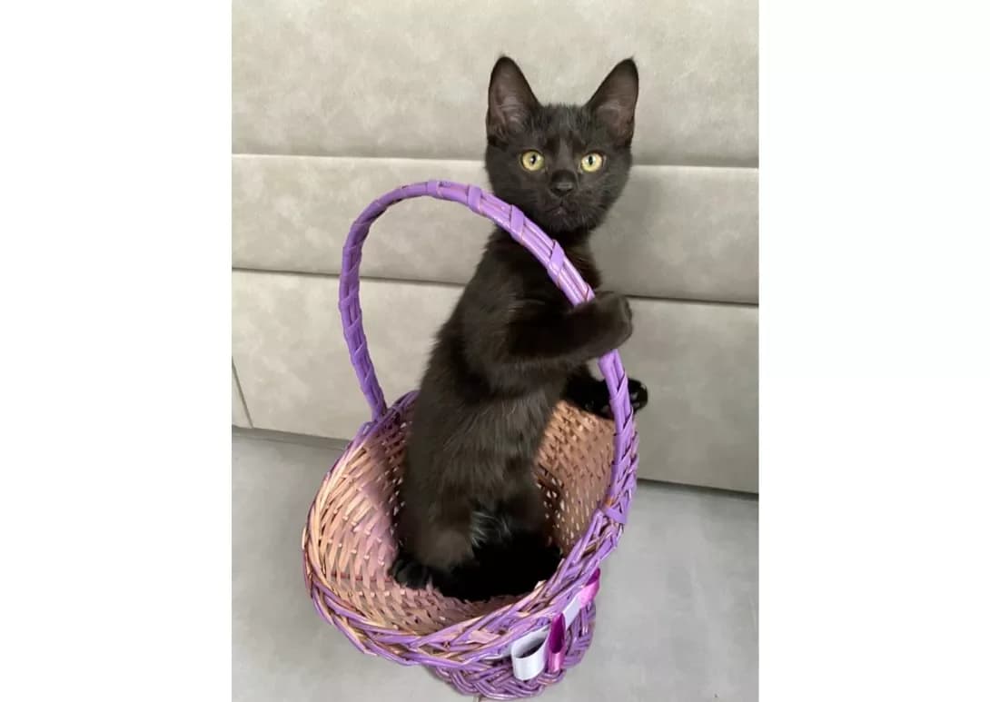 Koshenyata (Кошенята), male young Mixed Breed for adoption at Happy Paw Kyiv
