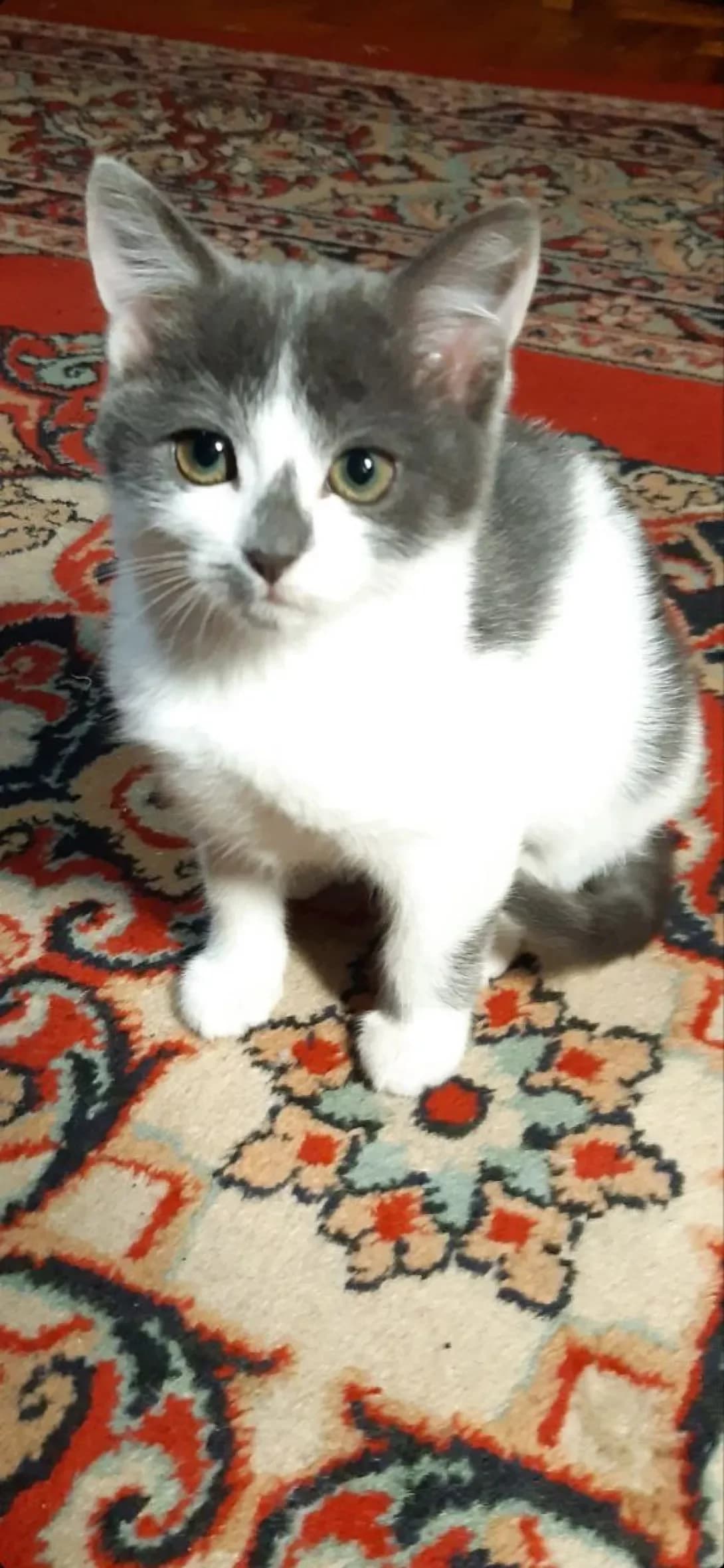 Monika (Моніка), female young Mixed Breed for adoption at Happy Paw Zaporizhzhia