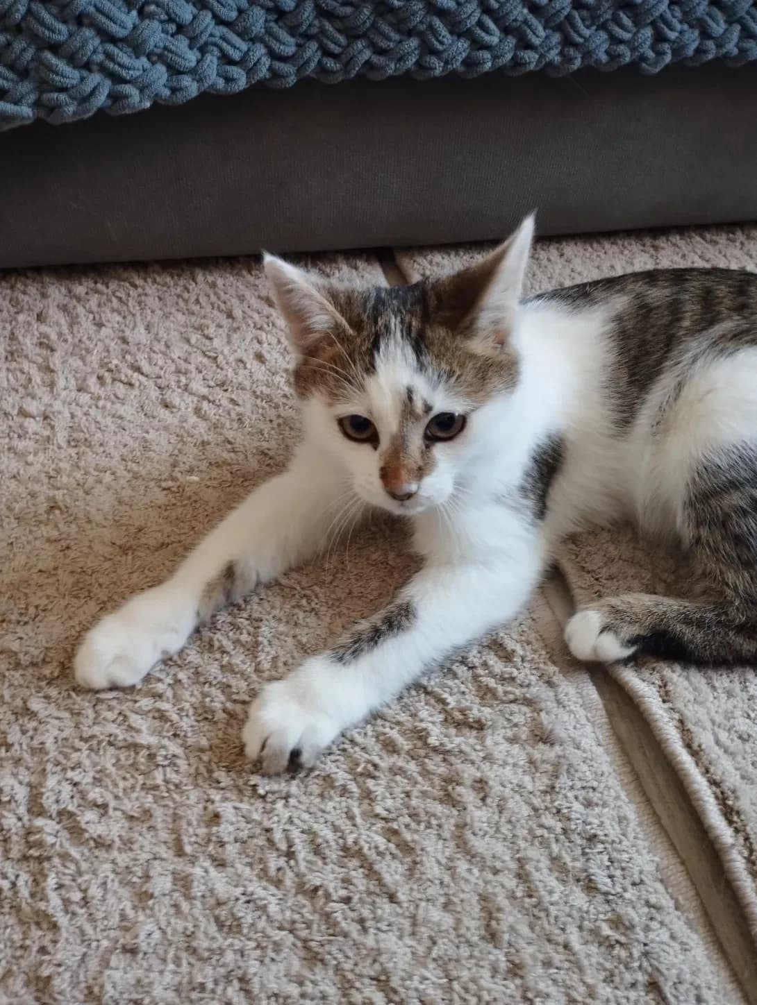 Ayvi (Айві), female young Mixed Breed for adoption at Happy Paw Khmelnytskyi Oblast