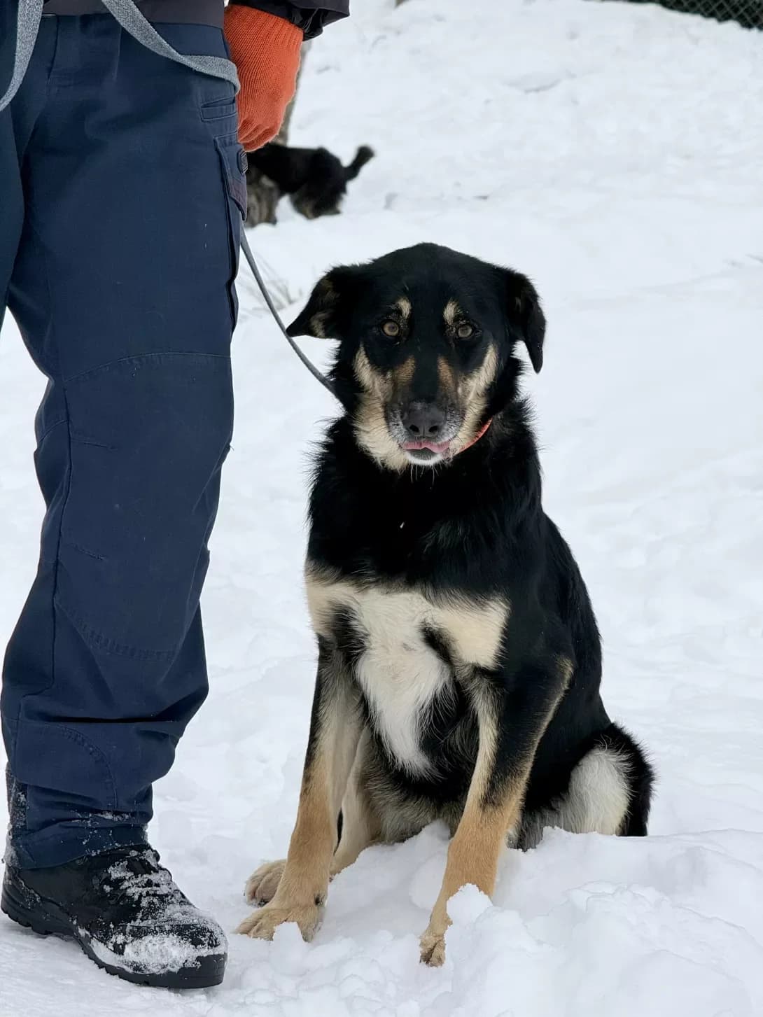 Khloya (Хлоя), Mixed Breed (Happy Paw Ivano-Frankivsk Oblast)