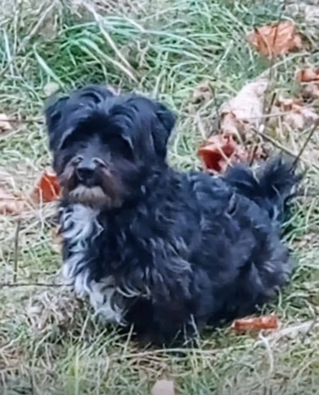 Nafanya (Нафаня), Mixed Breed (Happy Paw Kyiv Oblast)