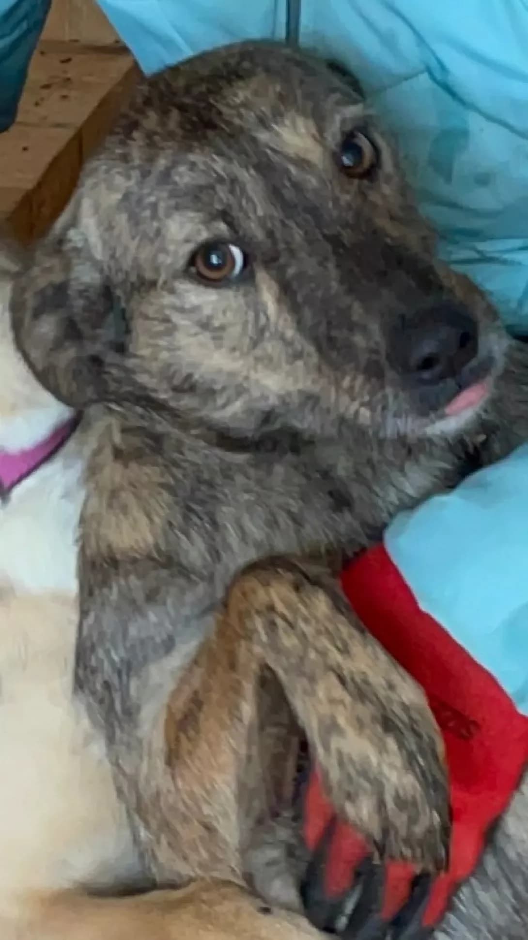 Saga (Сага), Mixed Breed (Happy Paw Kyiv Oblast)
