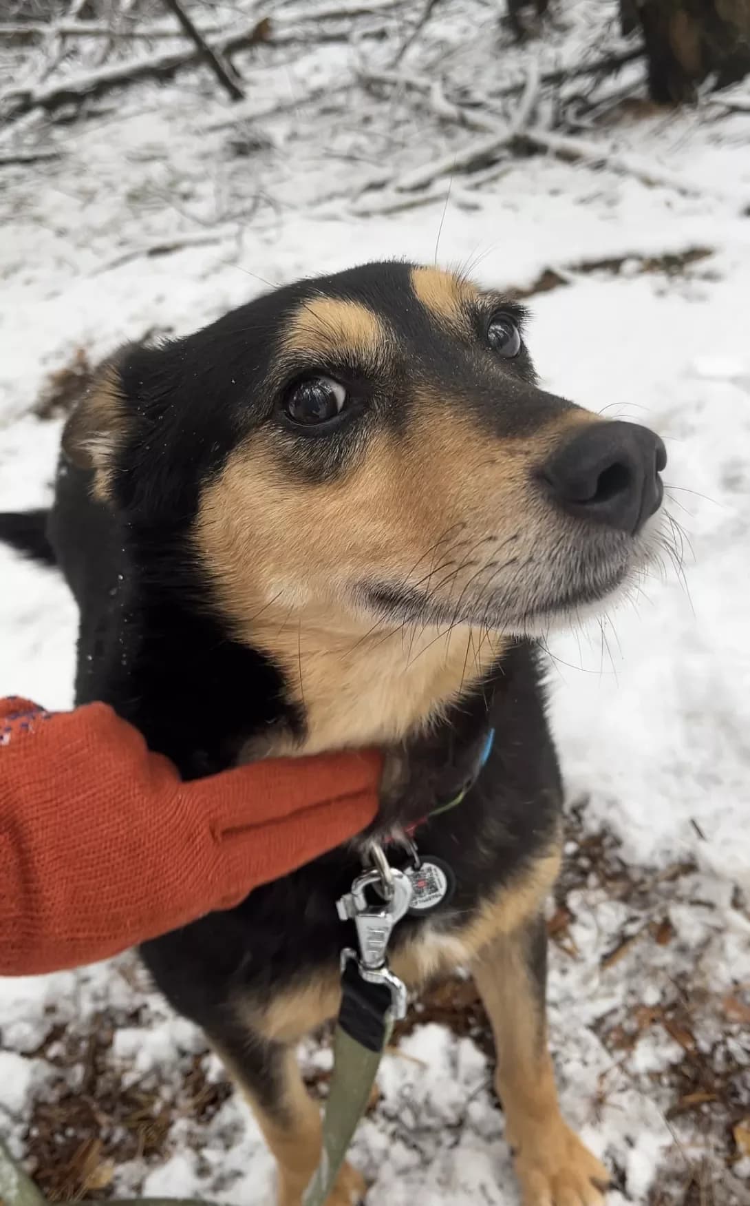 Karma (Карма), female 5yo Mixed Breed for adoption at Happy Paw Kyiv Oblast