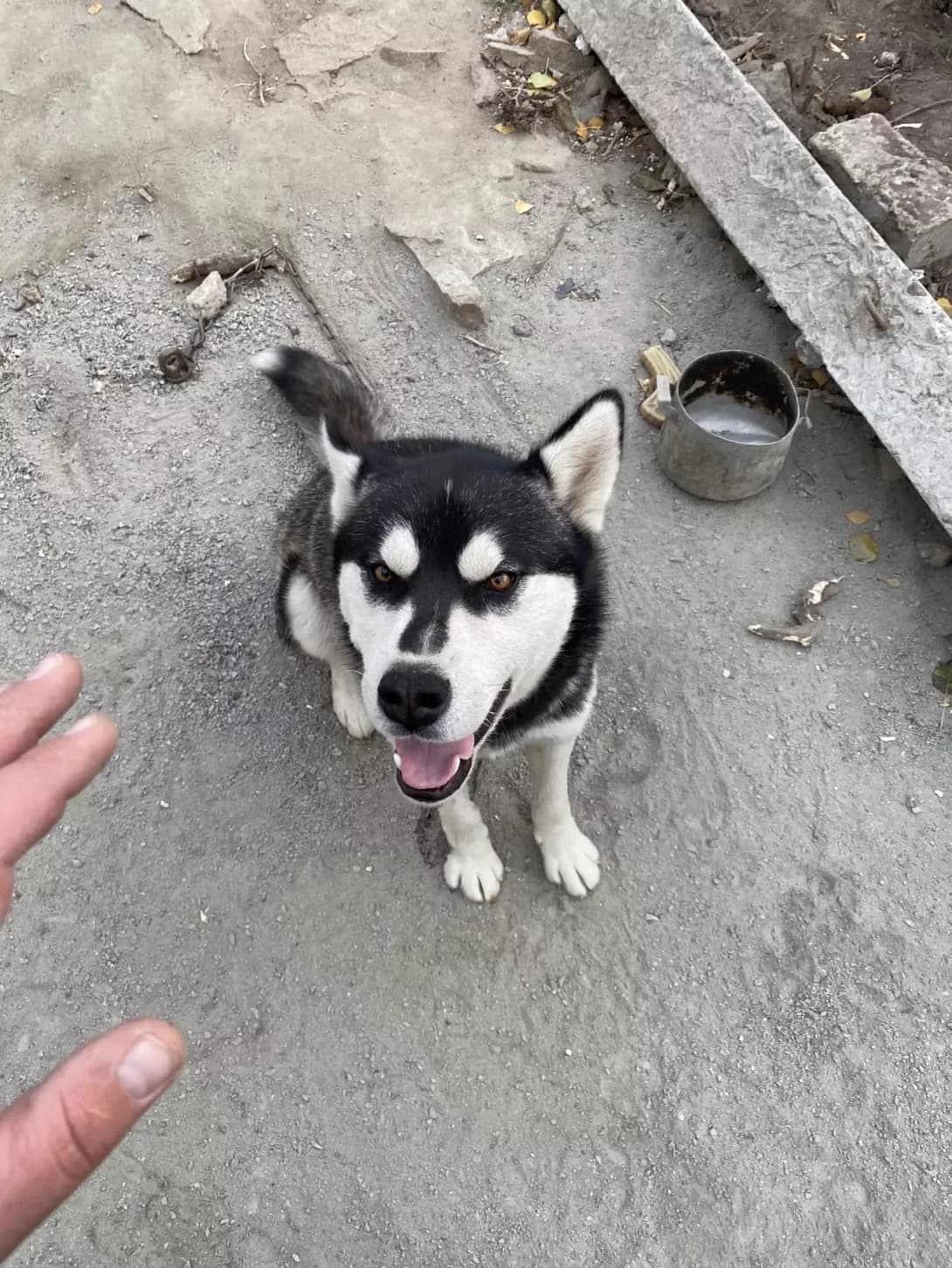 Ays (Айс), Mixed Breed (Happy Paw Kyiv Oblast)