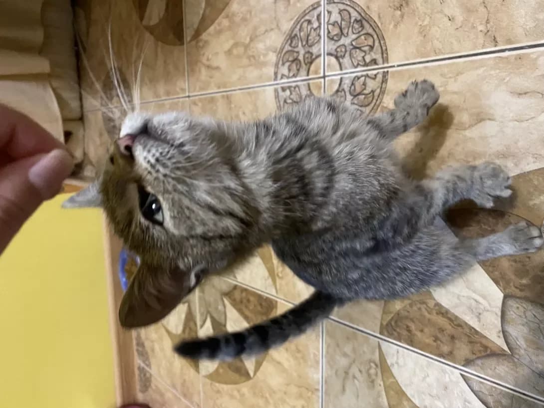 Grey (Грей), male young Mixed Breed for adoption at Happy Paw Chernivtsi Oblast